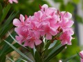 oleander-2.jpg
