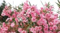 oleander-1.jpg