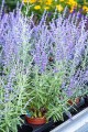 zasha_perovskia-atriplicifolia_77670_1.jpg