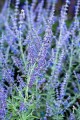 zasha_perovskia-atriplicifolia_77670_2.jpg