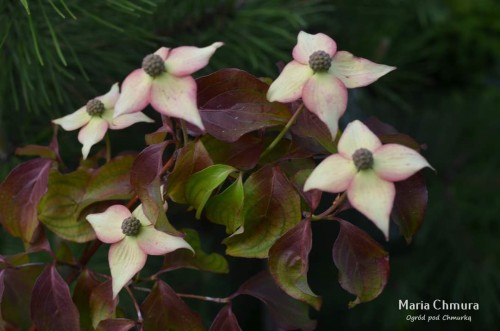 Dereń kousa Cappucino (4).jpg