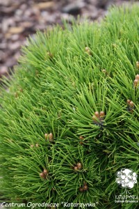 Sosna czarna 'Marie Bregeon' PBR (Pa) C7,5