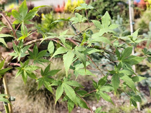 Klon palmowy 'Cascade Ruby'.jpg