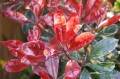 photinia-4384372_1280.jpg