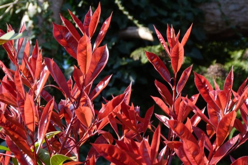 photinia-4971252_1280.jpg