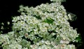 flowers-5394350_1280.jpg