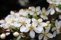 mirabelle-720640_1280.jpg