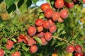 plum-8240712_1280.jpg