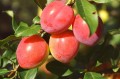 plums-7370434_1280.jpg