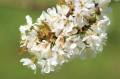 cherry-blossoms-7986453_1280.jpg