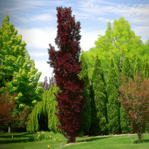 Buk pospolity 'Dawyck Purple' C3