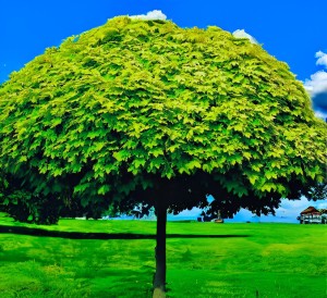 Klon pospolity 'Golden Globe' (Pa140) C3