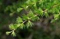 larch-6833347_1280.jpg