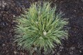 Pin. nig. Globosa (1) (Kopiowanie).JPG