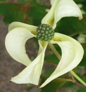 Dereń kousa 'Couronne' C10