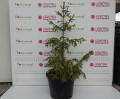 DSC07600.JPG