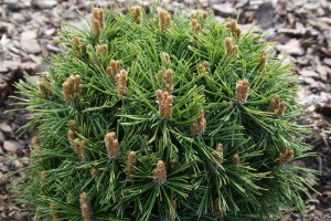 Sosna kosodrzewina 'Benjamin' C7,5