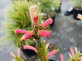 Picea ab Roseospicata.JPEG