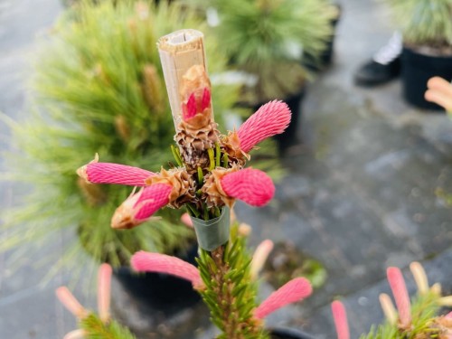 Picea ab Roseospicata.JPEG
