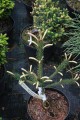 Pic ab Roseospicata (Kopiowanie).JPG