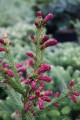 Pic. ab. Rubra Spicata (Kopiowanie).JPG