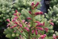 Pic. ab. Rubra Spicata (5) (Kopiowanie).JPG