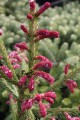 Pic. ab. Rubra Spicata (4) (Kopiowanie).JPG