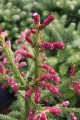 Pic. ab. Rubra Spicata (3) (Kopiowanie).JPG