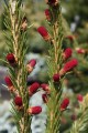 Pic. ab. Rubra Spicata (1) (Kopiowanie).JPG