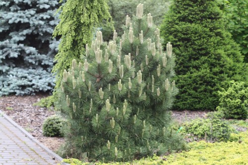 Pin. nig. Hornibrookiana (8) (Kopiowanie).jpg