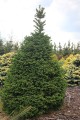 Pic. om. Frohleintein (2) (Kopiowanie).JPG