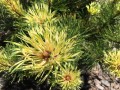 Pinus mugo Sunshine (1) (Kopiowanie).JPG