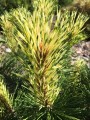 Pinus mugo Sunshine (3) (Kopiowanie).JPG