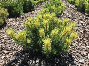 Sosna kosodrzewina 'Sunshine' C40