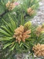 Pinus mugo Sunshine szyszki i kwiaty męskie (2).JPG
