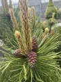 Pinus mugo Sunshine szyszki i kwiaty męskie (3).JPG
