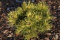 Pin. mu. Sunshine (Kopiowanie).JPG