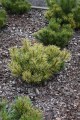 Pin. mu. Sunshine (77) (Kopiowanie).JPG