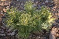 Pin. mu. Sunshine (10) (Kopiowanie).JPG