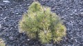 Pin. mu. Sunshine (11) (Kopiowanie).jpg