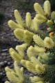 Pic. pun. Spring Sunrise (59) (Kopiowanie).JPG