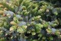 Świerk dwubarwny 'Howell's Dwarf' (Tigertail).jpg
