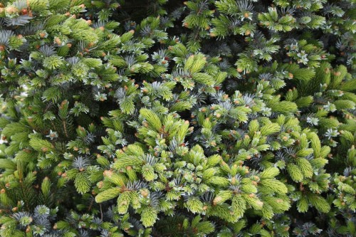 Świerk dwubarwny 'Howell's Dwarf' (Tigertail)1.jpg