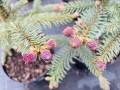 Picea ch. Spring Red.JPEG