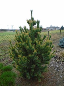 Sosna limba 'Aurea' C10
