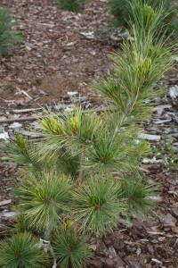 Sosna rumelijska 'Aureovariegata' C12