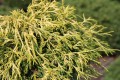 Ch. pis. Golden Mop (3) (Kopiowanie).JPG