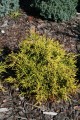 CHamaecyparis pisifera Golden Mop 2.jpg