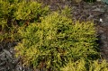 chamaecyparis pisifera golden mop.jpg