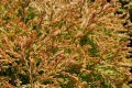Th. occ. Golden Tuffet (10) (Kopiowanie).JPG